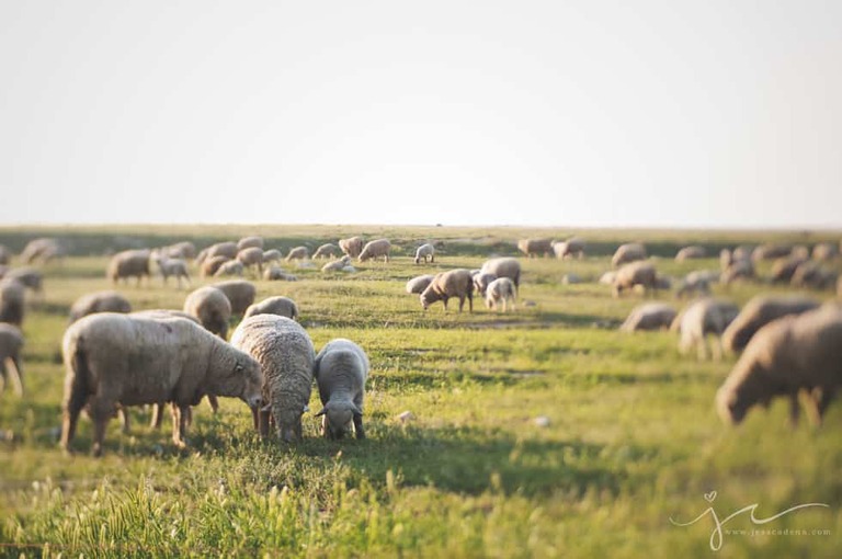 Jess Cadena Photography Sheep-1