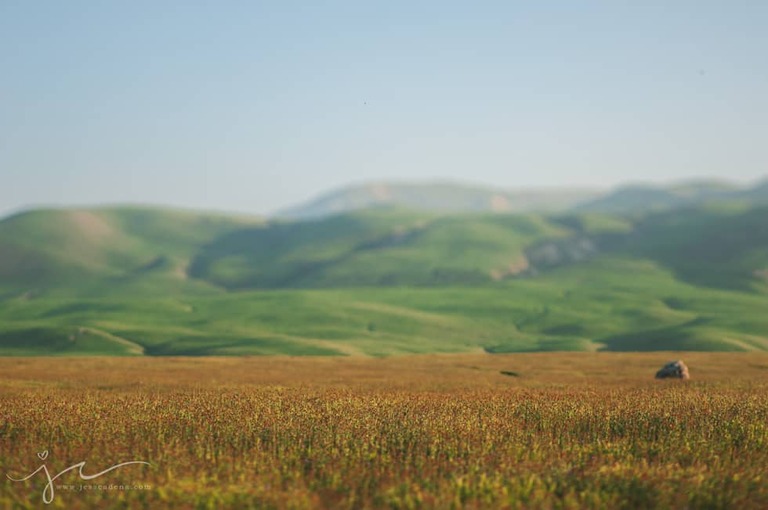 Jess Cadena Photography Wind Wolves Preserve-1